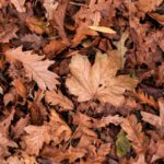 herfstbladeren op de grond