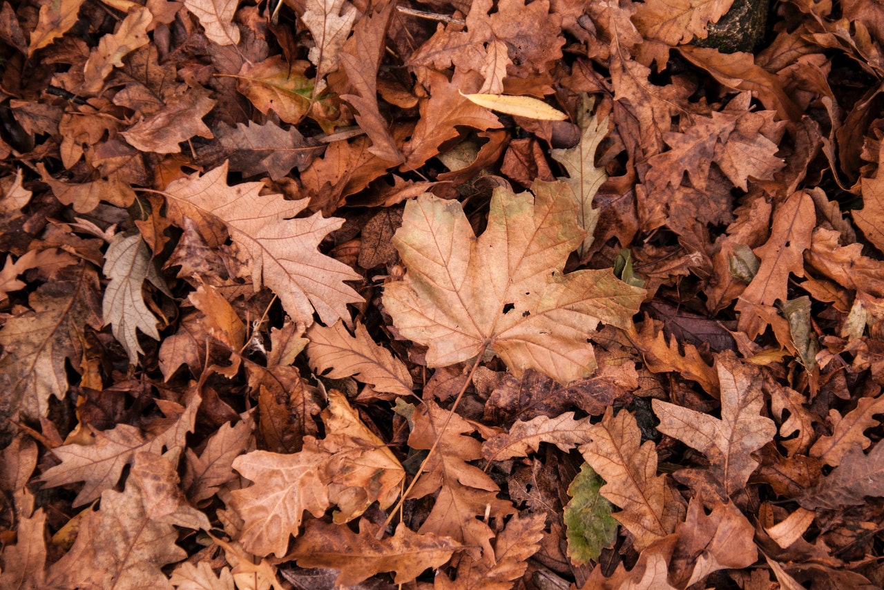 herfstbladeren op de grond